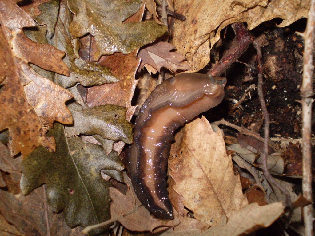 Limax dacampi della provinzia La Spezia